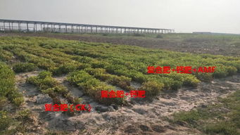 鹽堿地?zé)òl(fā)新生機(jī) 經(jīng)濟(jì)作物綠色高效生產(chǎn)關(guān)鍵技術(shù)研發(fā)與示范項目核心區(qū)成功測產(chǎn)驗收
